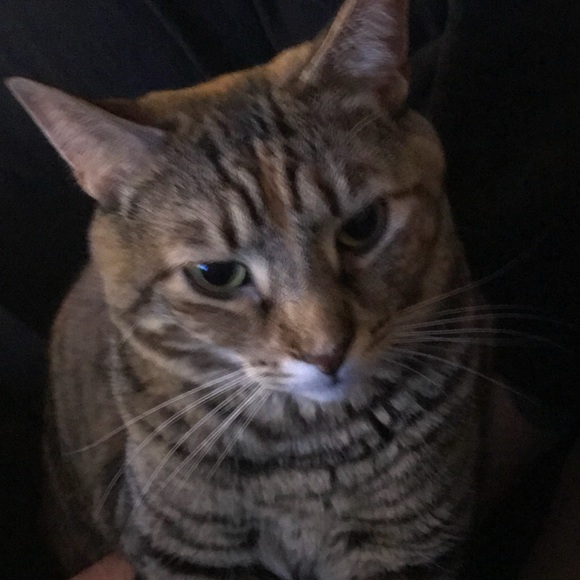 ninodante